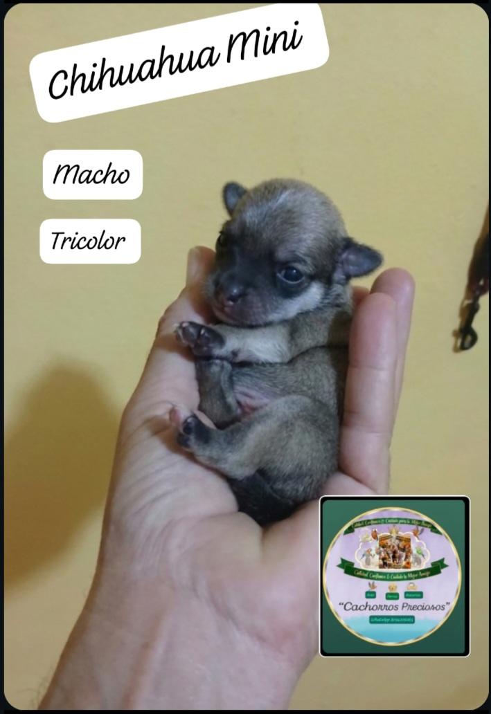Chihuahua Mini  Foto 7311466-2.jpg