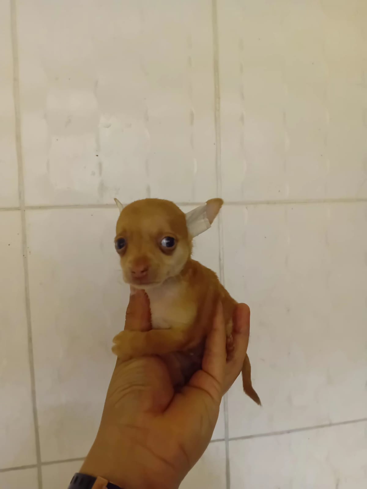 OFERTA CACHORRO CHIHUAHUA  AMBOS SEXO EN SANTO DOMINGO Y VACUNA AL DIA Foto 7311491-1.jpg