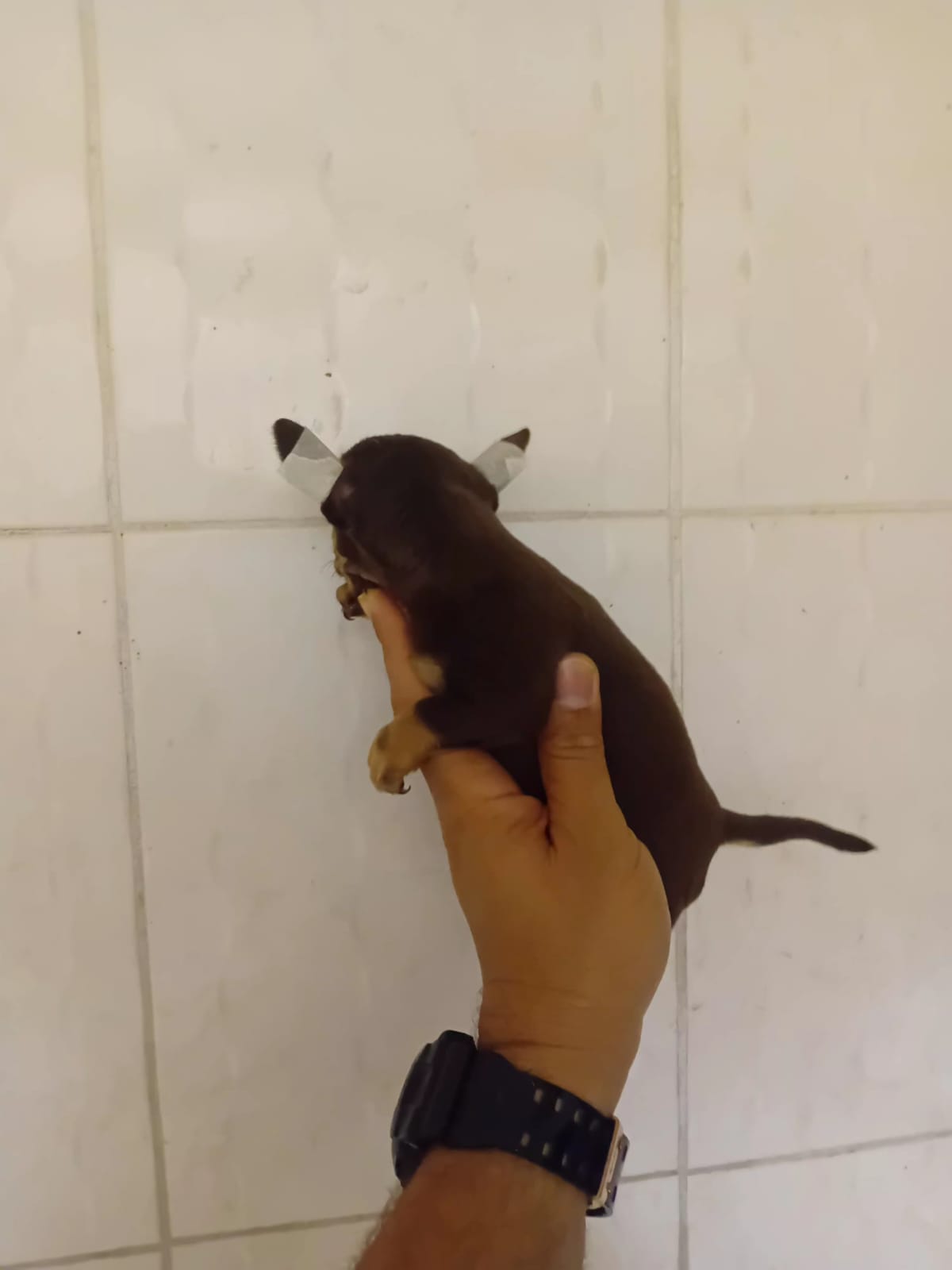 OFERTA CACHORRO CHIHUAHUA  AMBOS SEXO EN SANTO DOMINGO Y VACUNA AL DIA Foto 7311491-2.jpg