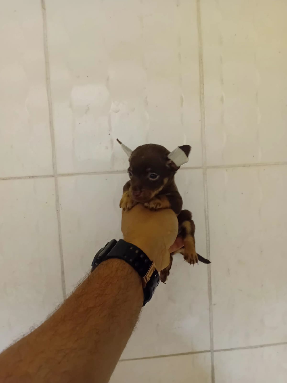 OFERTA CACHORRO CHIHUAHUA  AMBOS SEXO EN SANTO DOMINGO Y VACUNA AL DIA Foto 7311491-3.jpg