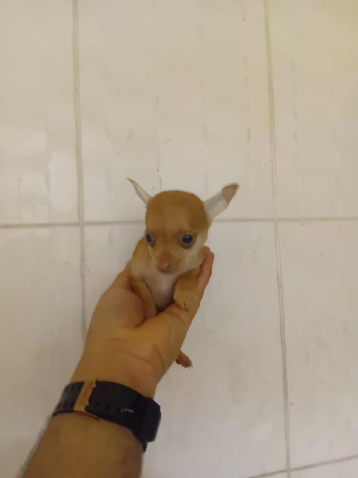 OFERTA CACHORRO CHIHUAHUA  AMBOS SEXO EN SANTO DOMINGO Y VACUNA AL DIA Foto 7311491-4.jpg