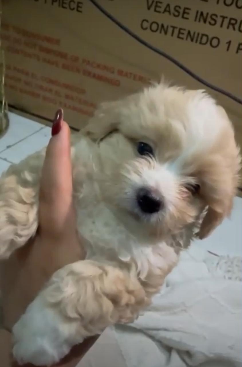 OFERTA CACHORRO MALTIPOO MACHO  EN SANTO DOMINGO Y VACUNA AL DIA  Foto 7311492-1.jpg