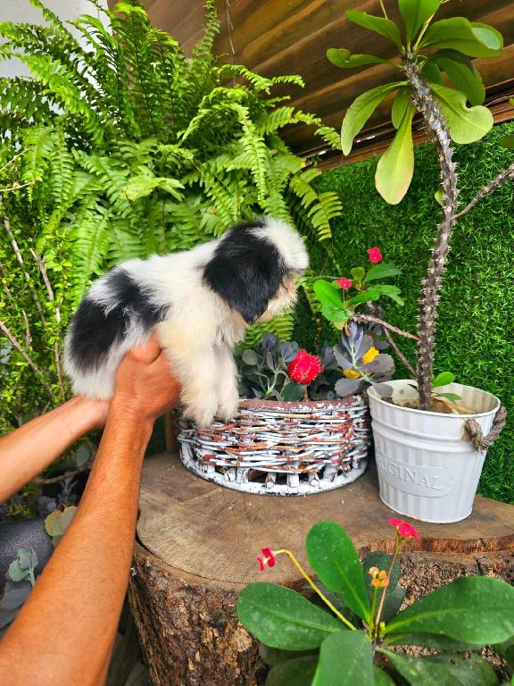 OFERTA CACHORRO SHIH TZU MACHO EN SANTO DOMINGO Y VACUNADOS  Foto 7311493-1.jpg