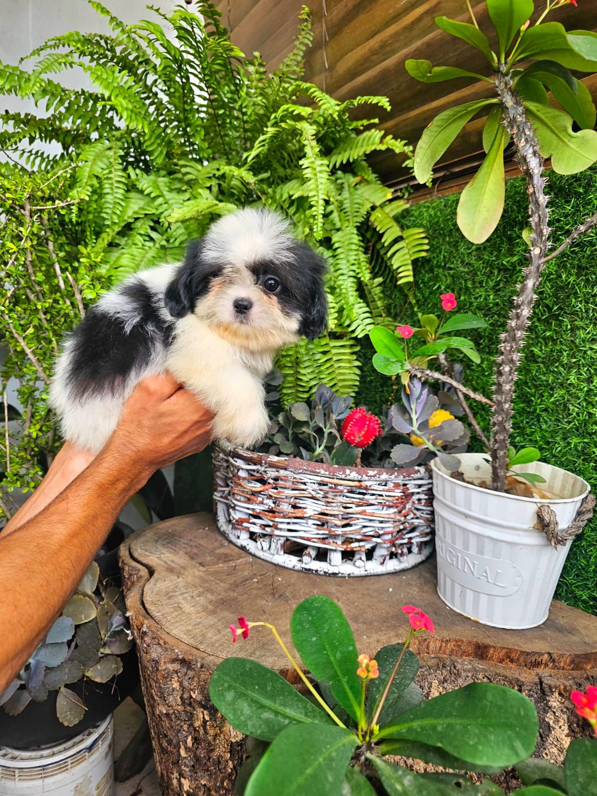 OFERTA CACHORRO SHIH TZU MACHO EN SANTO DOMINGO Y VACUNADOS  Foto 7311493-2.jpg