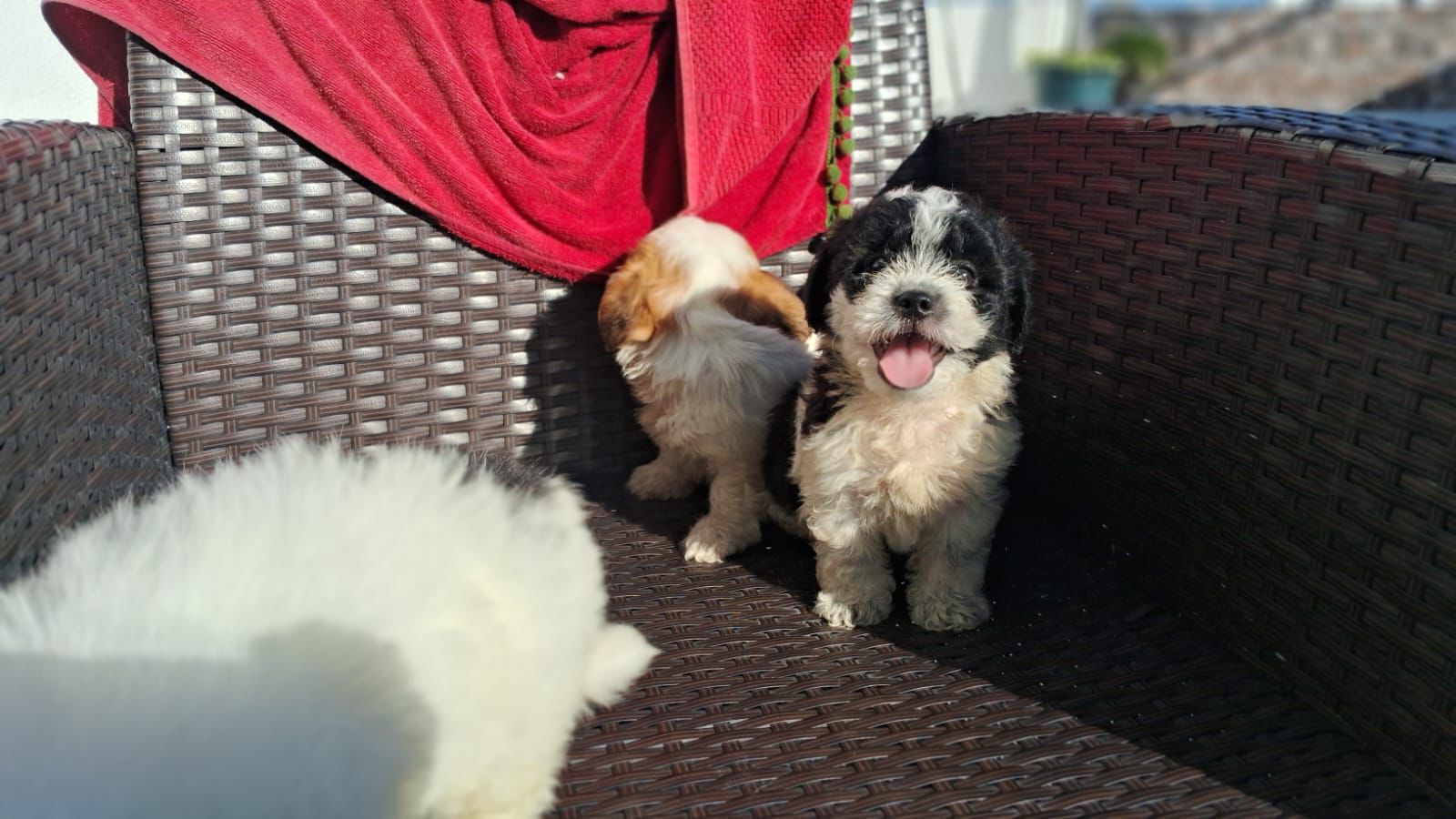 OFERTA CACHORRO SHIPOO AMBOS SEXO EN SANTO DOMINGO Y VACUNA AL DIA  Foto 7311494-1.jpg