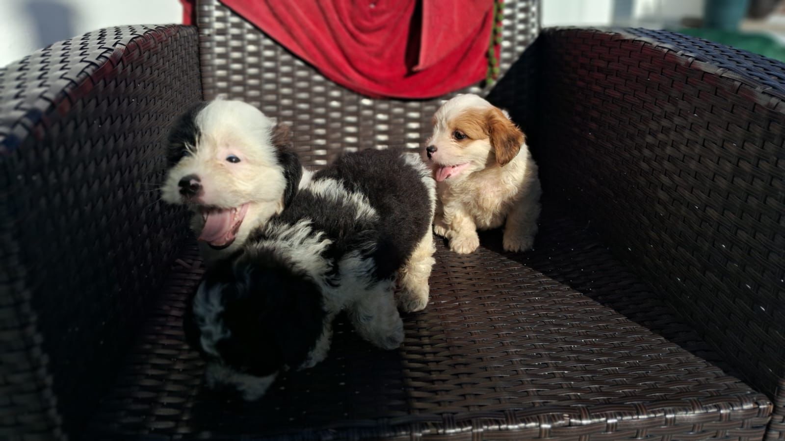 OFERTA CACHORRO SHIPOO AMBOS SEXO EN SANTO DOMINGO Y VACUNA AL DIA  Foto 7311494-2.jpg