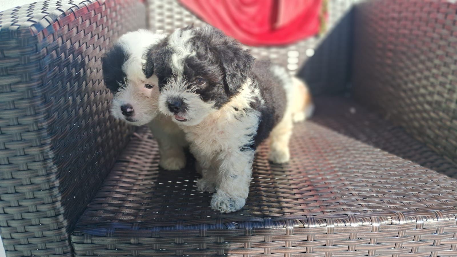 OFERTA CACHORRO SHIPOO AMBOS SEXO EN SANTO DOMINGO Y VACUNA AL DIA  Foto 7311494-3.jpg