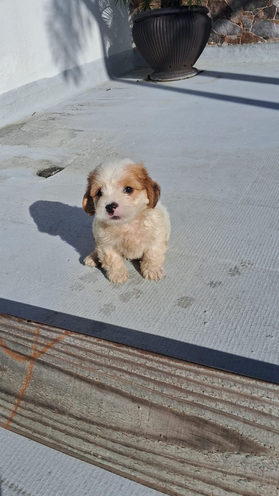 OFERTA CACHORRO SHIPOO AMBOS SEXO EN SANTO DOMINGO Y VACUNA AL DIA  Foto 7311494-4.jpg