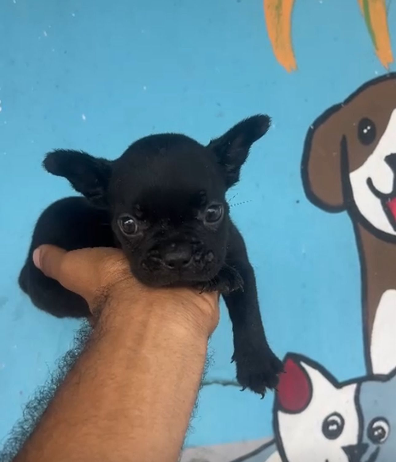OFERTA CACHORRO BULLDOG FRANCES HEMBRA EN SANTO DOMINGO Y VACUNA AL DI Foto 7311495-1.jpg