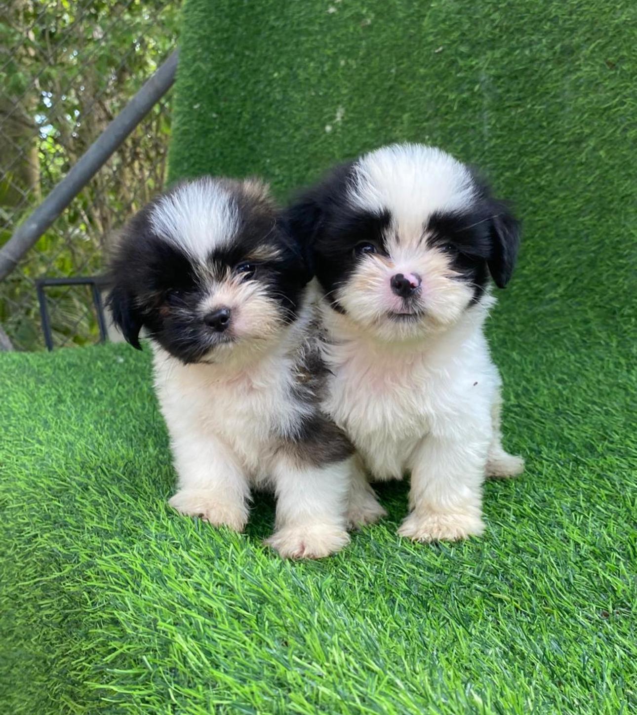 Shipoo Ambos Sexos  Foto 7311719-2.jpg