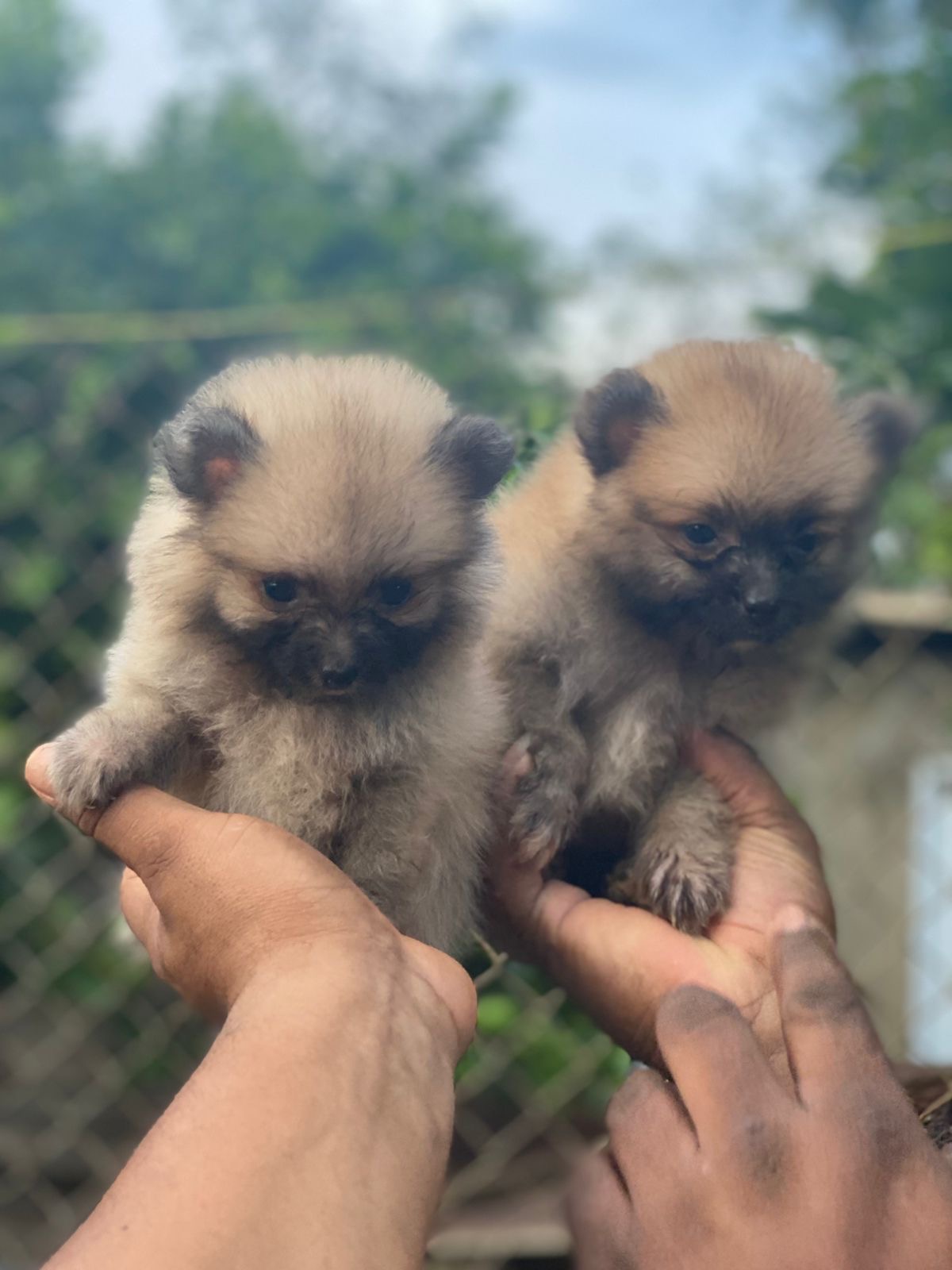 Pomerania Ambos Sexos  Foto 7311722-2.jpg
