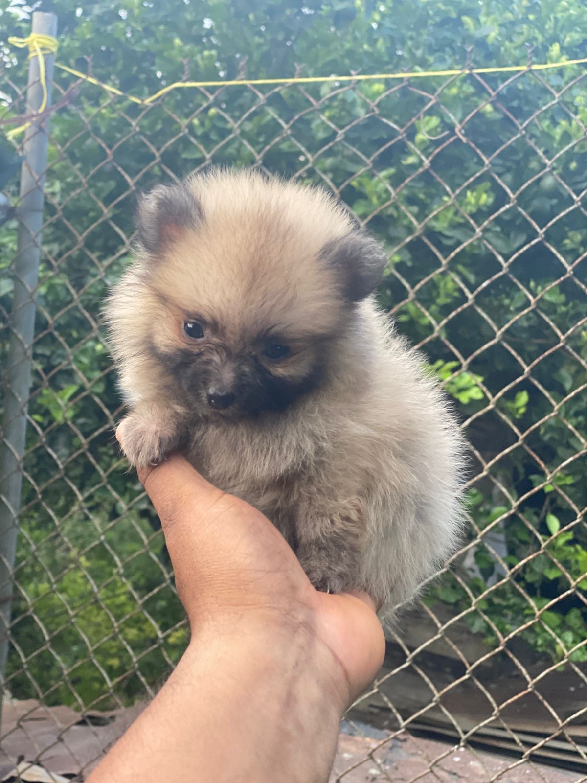 Pomerania Ambos Sexos  Foto 7311722-3.jpg