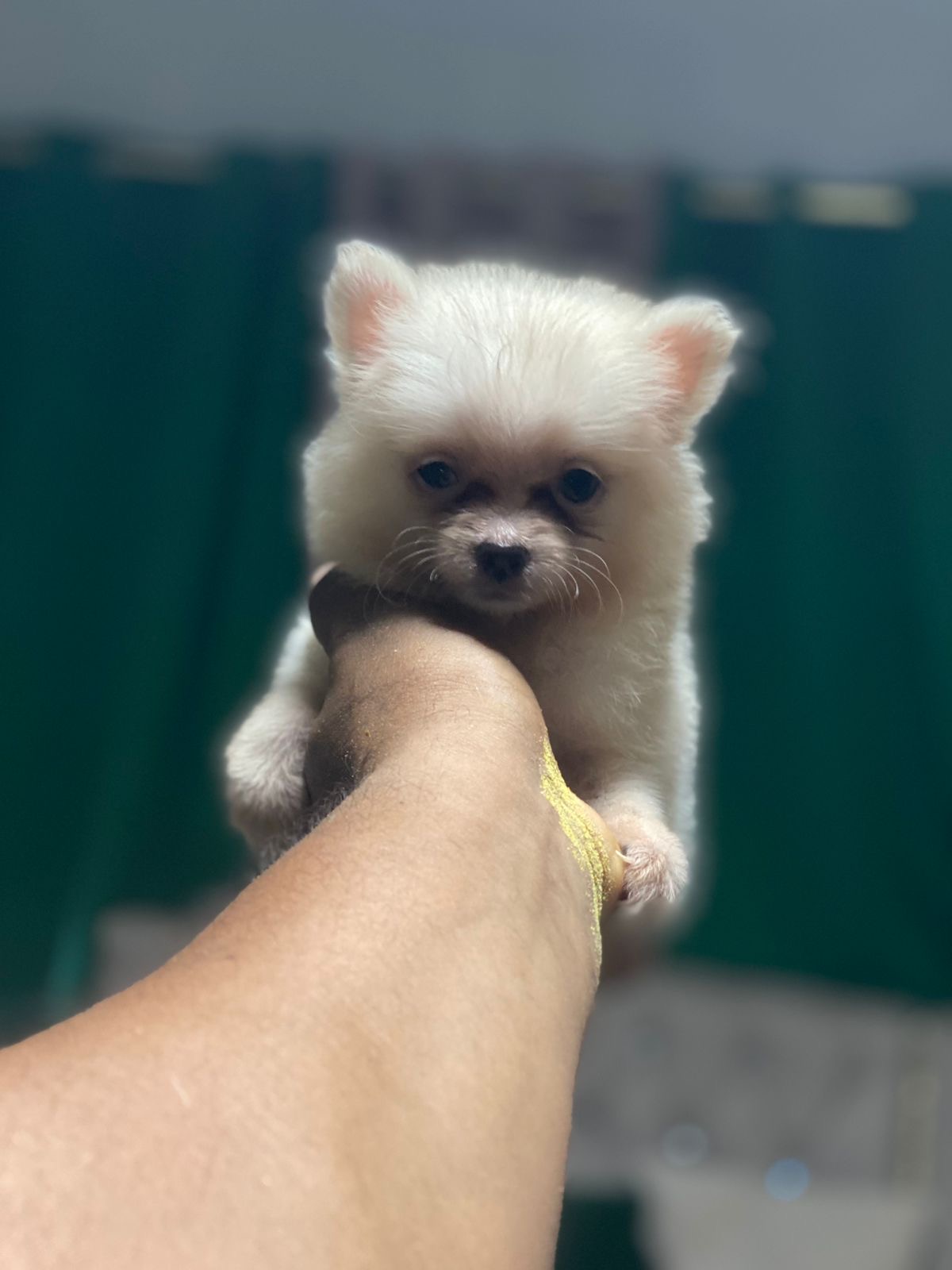Pomerania Ambos Sexos  Foto 7311722-4.jpg