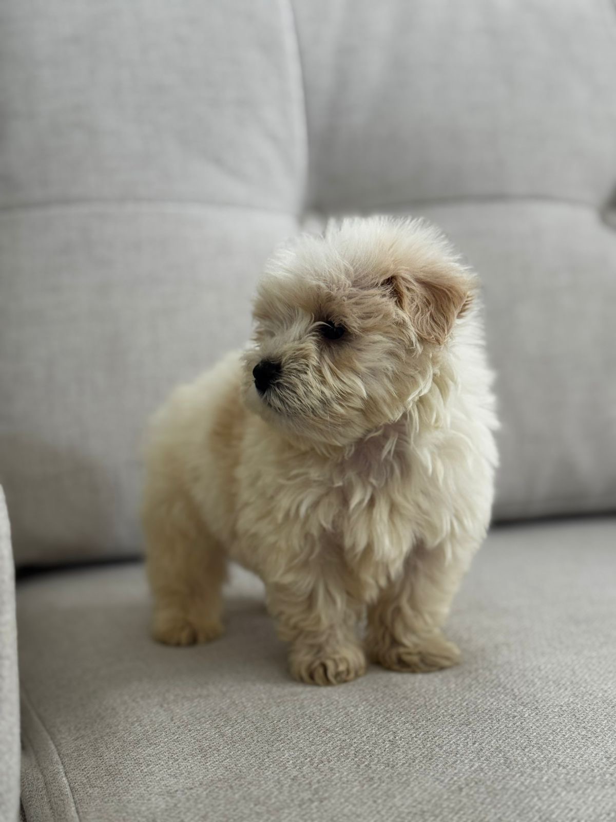 Maltipoo Machos  Foto 7311724-1.jpg