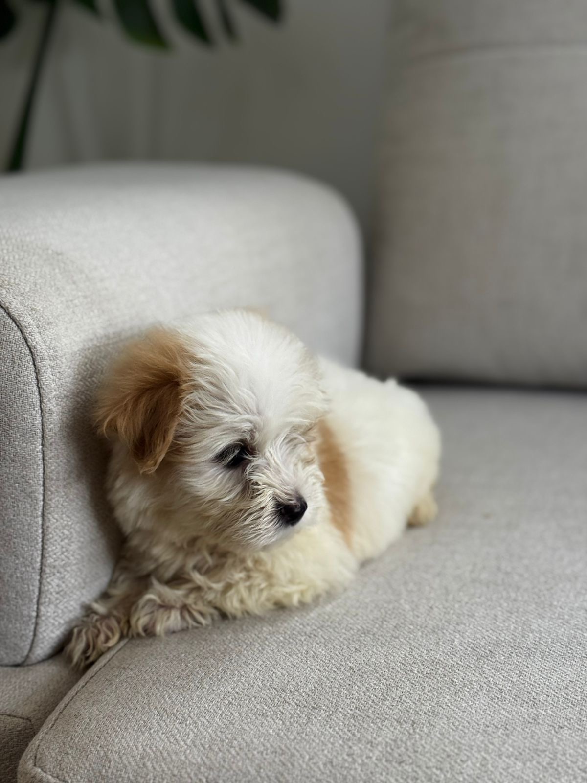 Maltipoo Machos  Foto 7311724-2.jpg