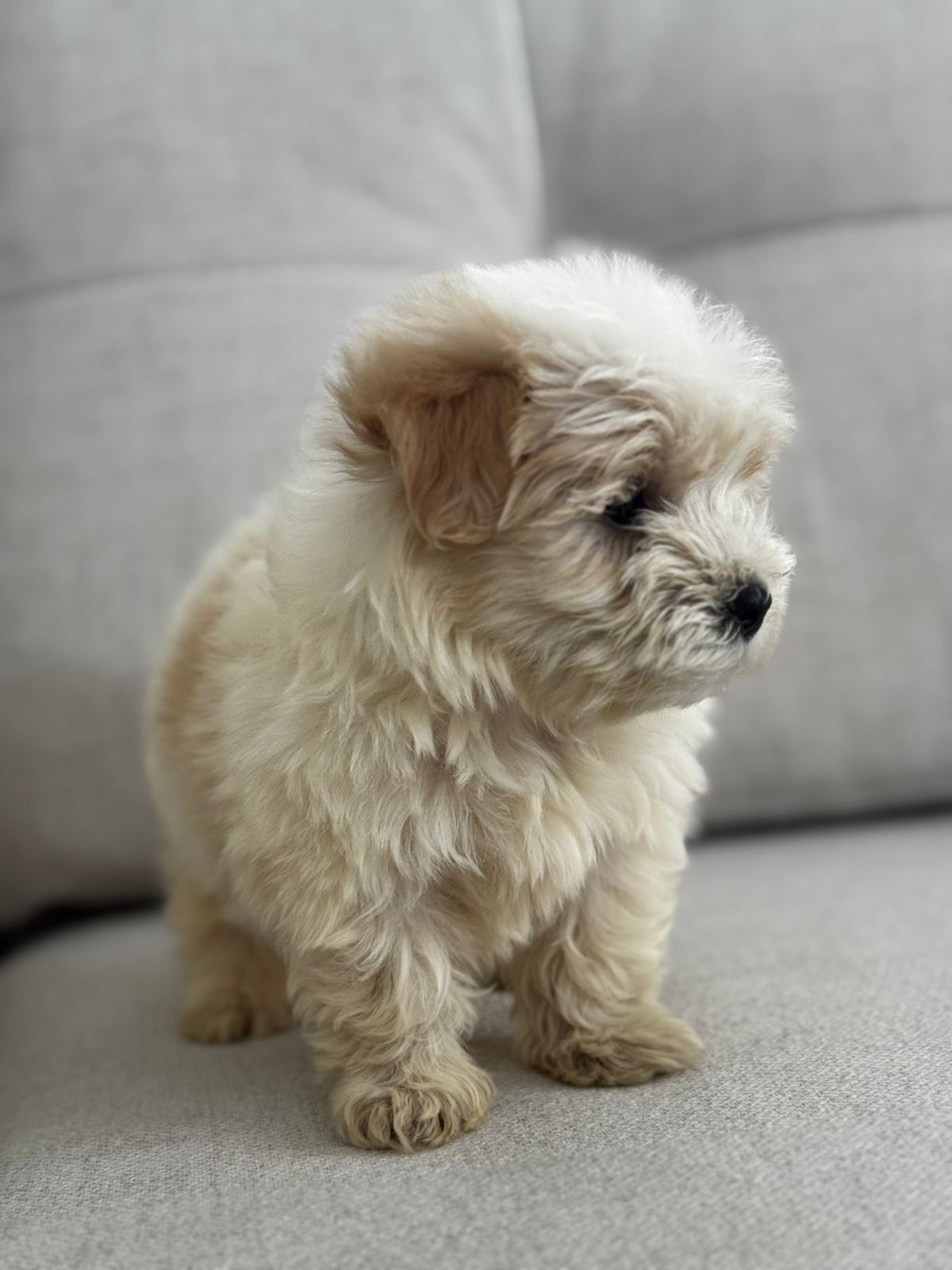 Maltipoo Machos  Foto 7311724-3.jpg