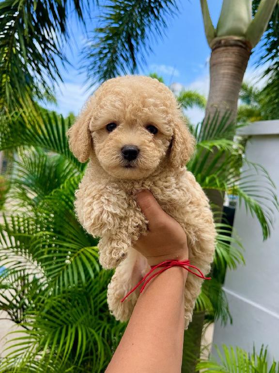 Poodle Toy Macho  Foto 7311725-1.jpg