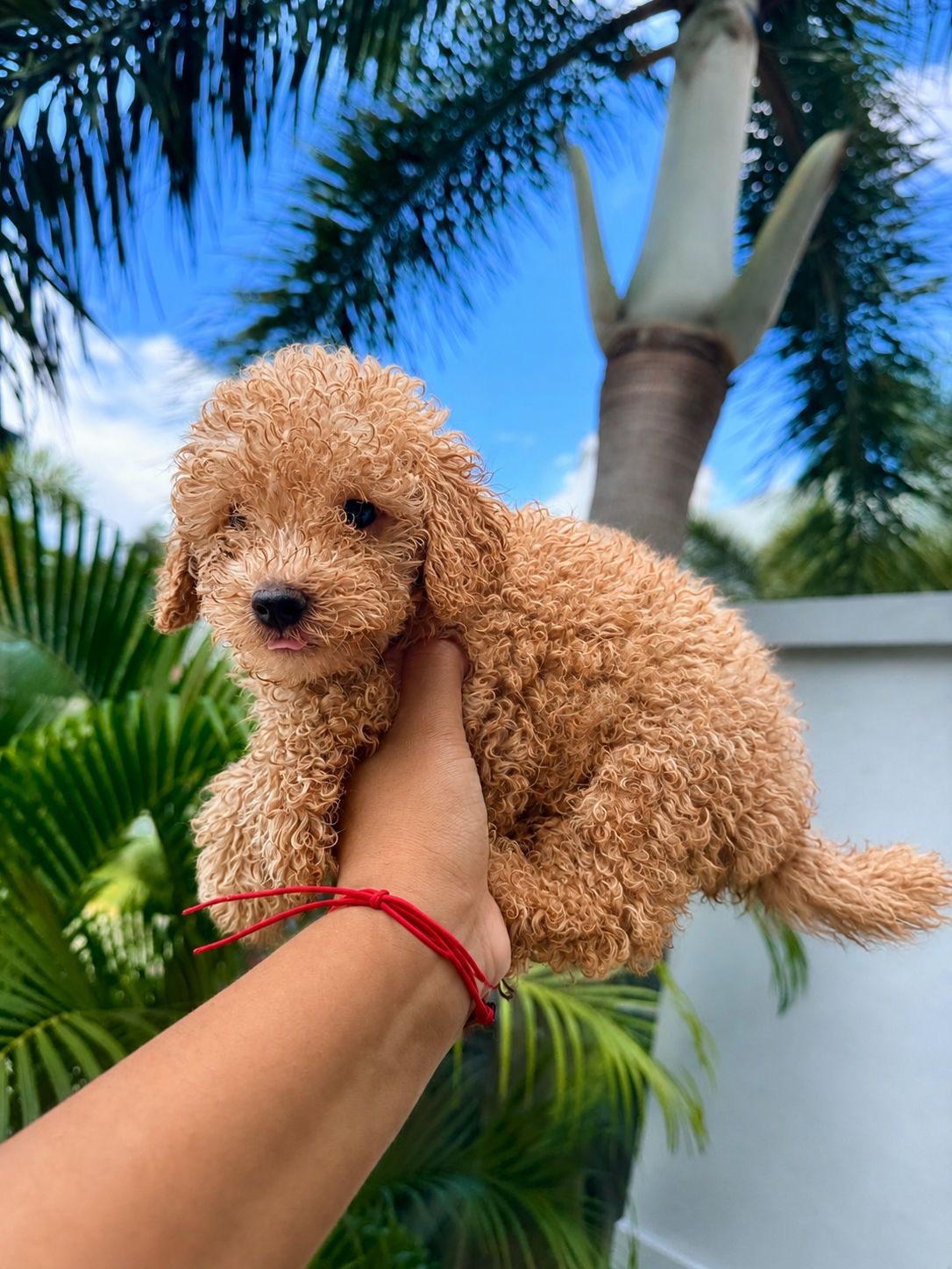 Poodle Toy Macho  Foto 7311725-2.jpg