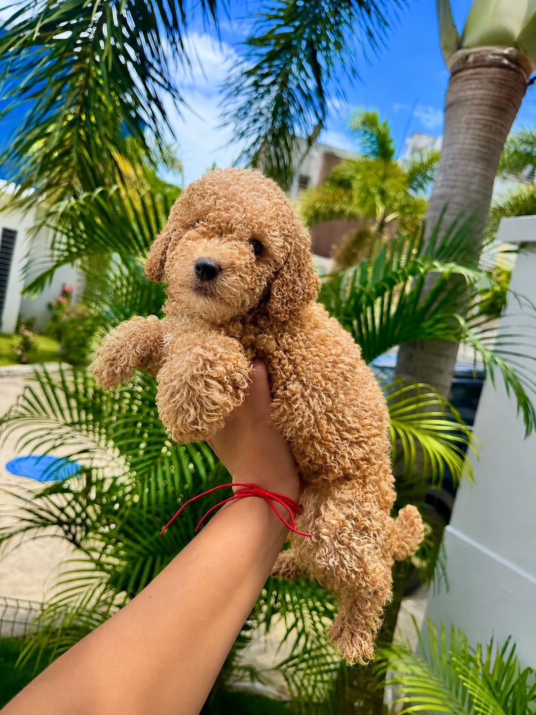 Poodle Toy Macho  Foto 7311725-3.jpg
