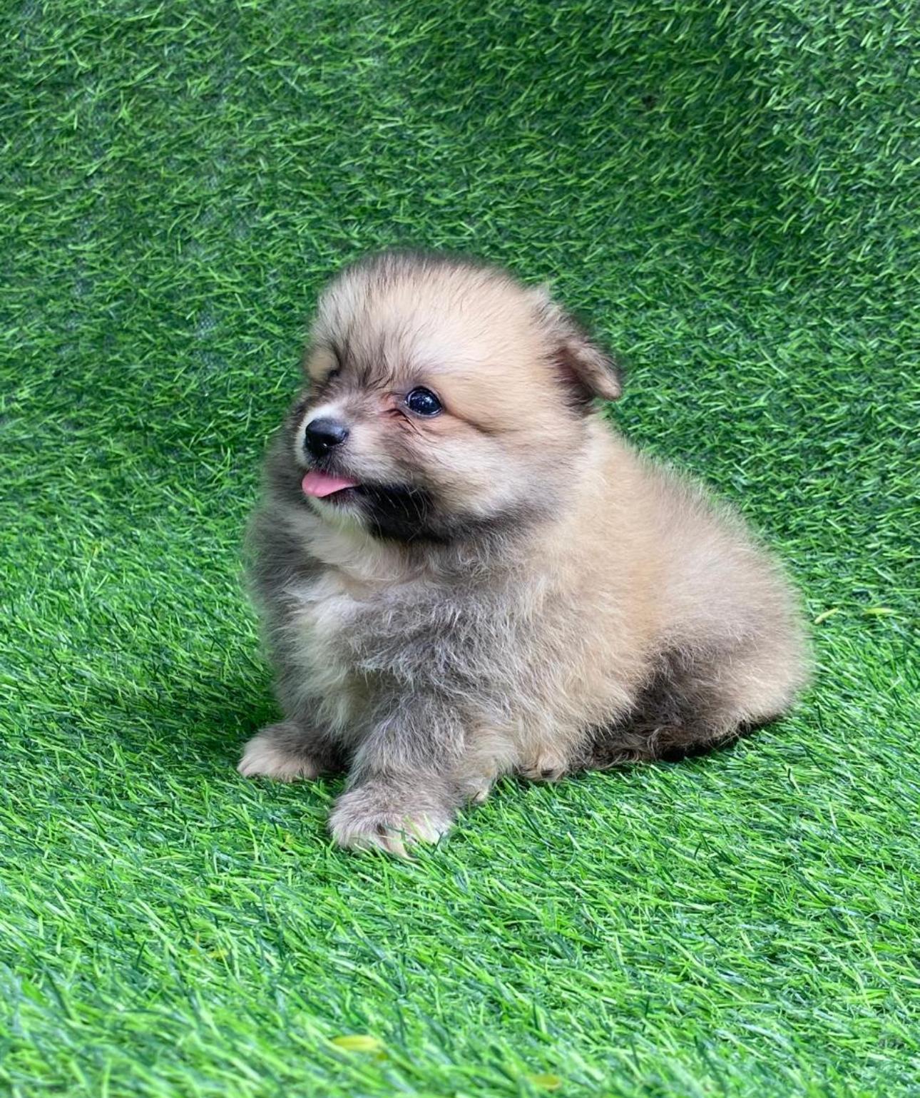 Pomerania Ambos Sexos  Foto 7311726-3.jpg
