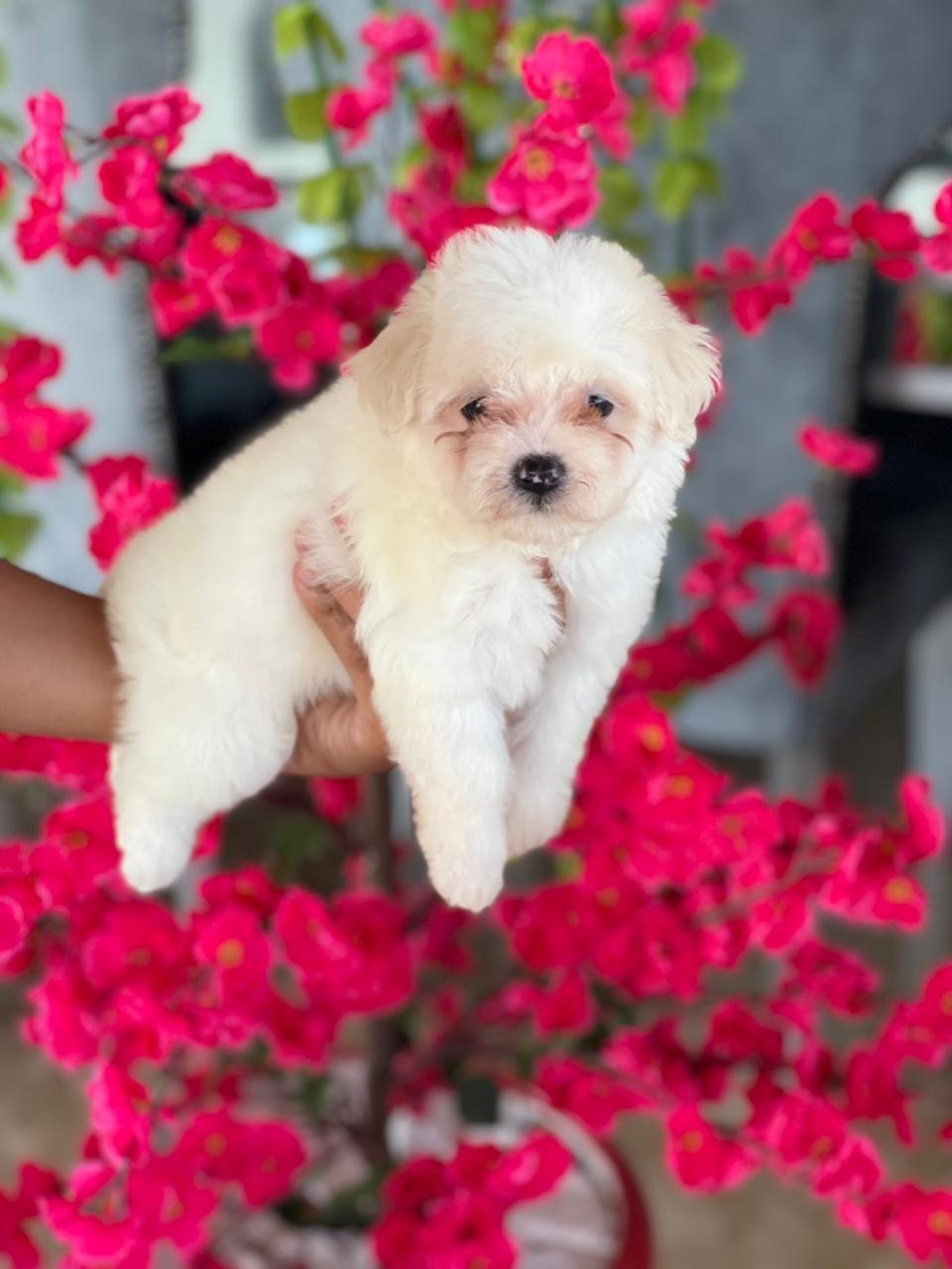 Maltipoo Ambos Sexos  Foto 7311728-1.jpg