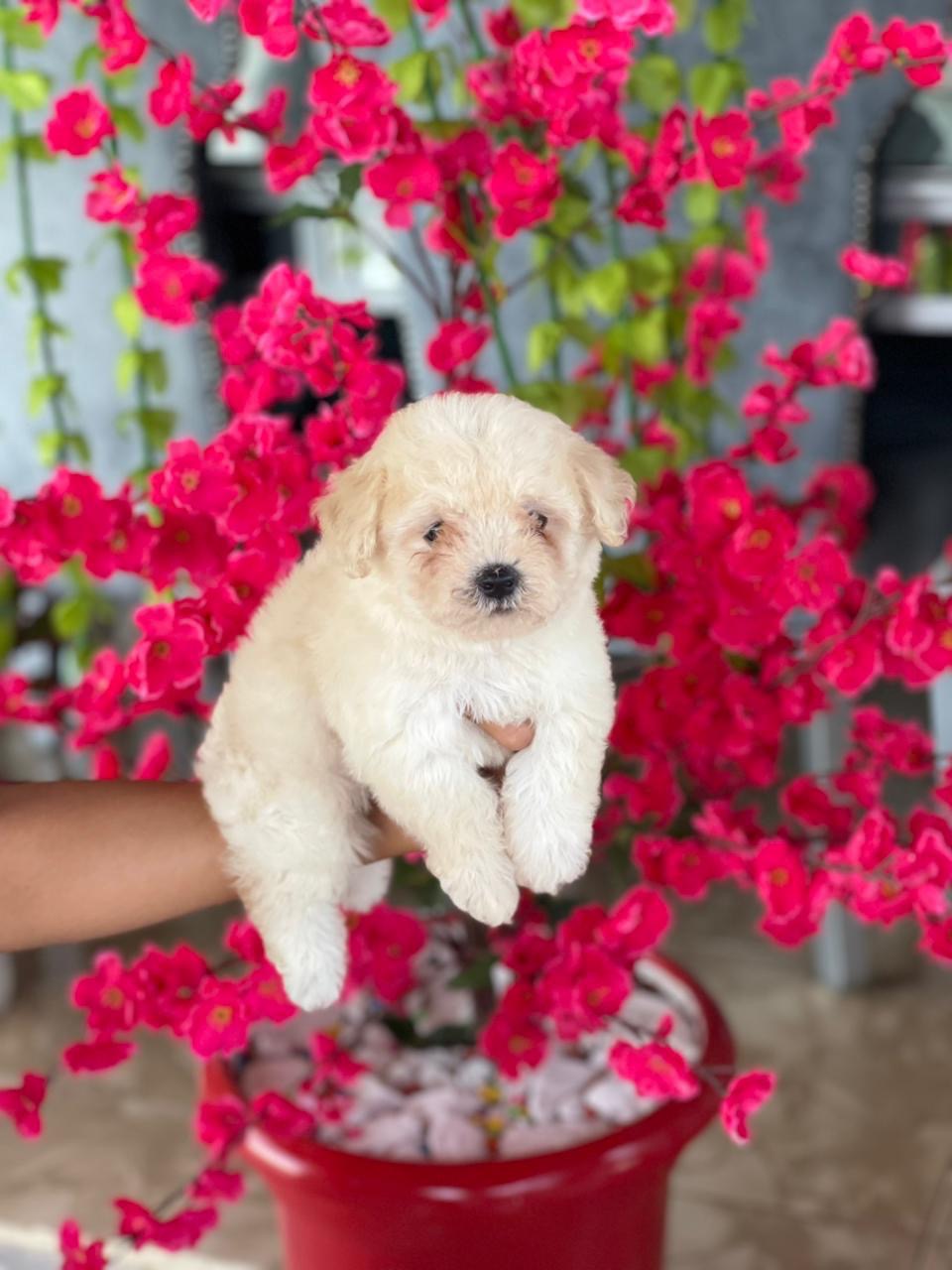 Maltipoo Ambos Sexos  Foto 7311728-2.jpg
