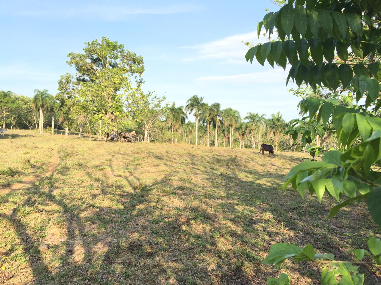 SE VENDE FINCA 252 TAREAS EN EL KM.  35 DE YAMASA SUPER REBAJADA SOLO  Foto 7311751-10.jpg