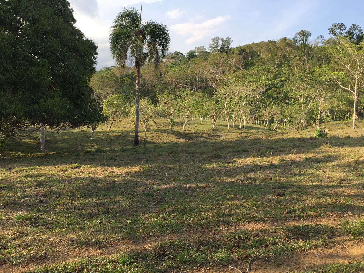 SE VENDE FINCA 252 TAREAS EN EL KM.  35 DE YAMASA SUPER REBAJADA SOLO  Foto 7311751-11.jpg