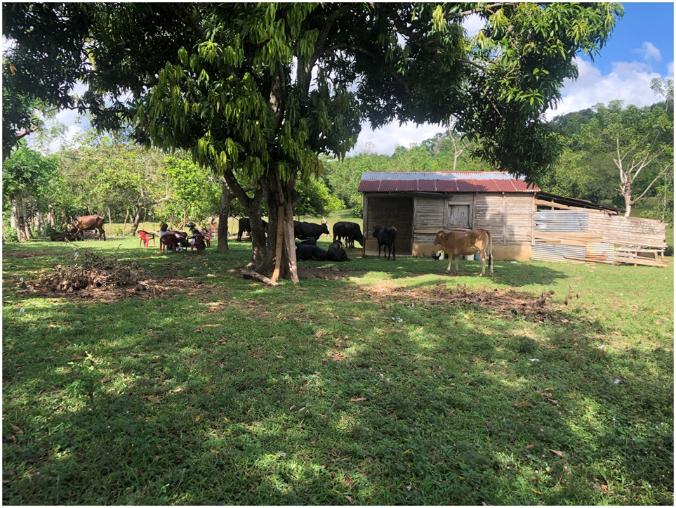 SE VENDE FINCA 252 TAREAS EN EL KM.  35 DE YAMASA SUPER REBAJADA SOLO  Foto 7311751-4.jpg
