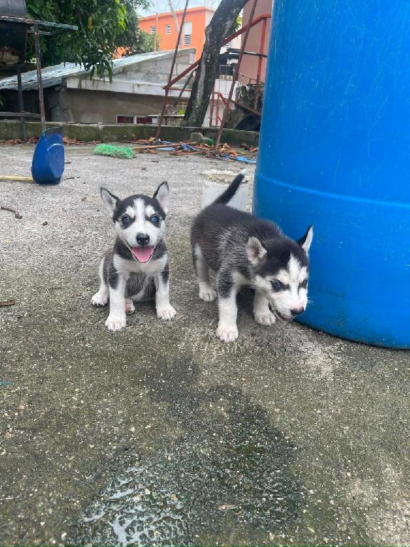 OFERTA CACHORRO HUSKY AMBOS SEXO EN SANTO DOMINGO Y VACUNA AL DIA  Foto 7312791-1.jpg