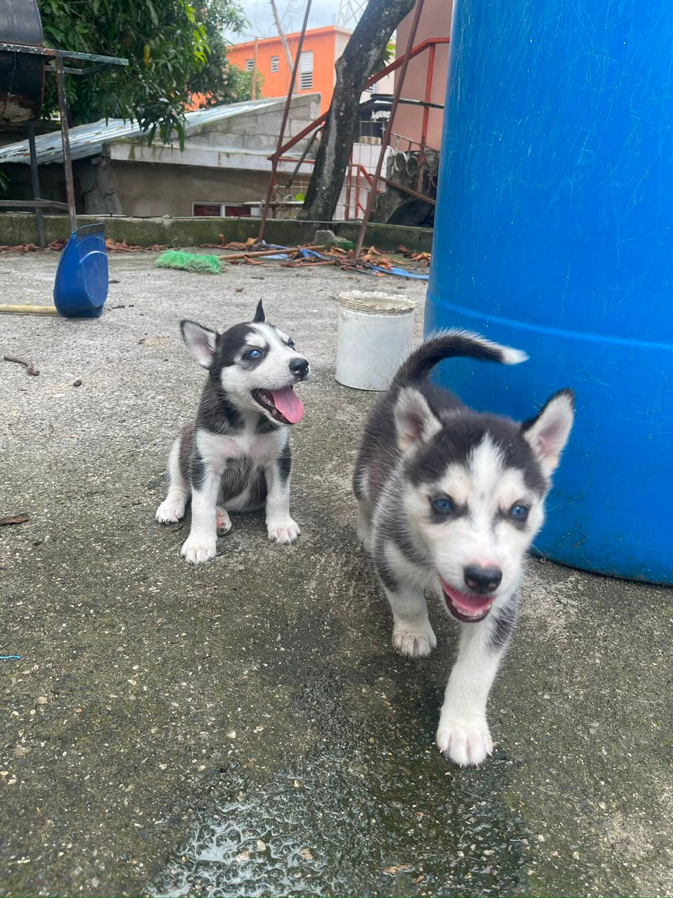 OFERTA CACHORRO HUSKY AMBOS SEXO EN SANTO DOMINGO Y VACUNA AL DIA  Foto 7312791-2.jpg