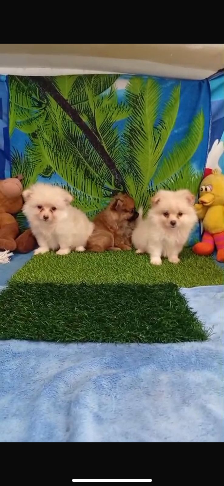 OFERTA CACHORRO POMERANIA AMBOS SEXO EN SANTO DOMINGO Y VACUNADA Foto 7312792-1.jpg