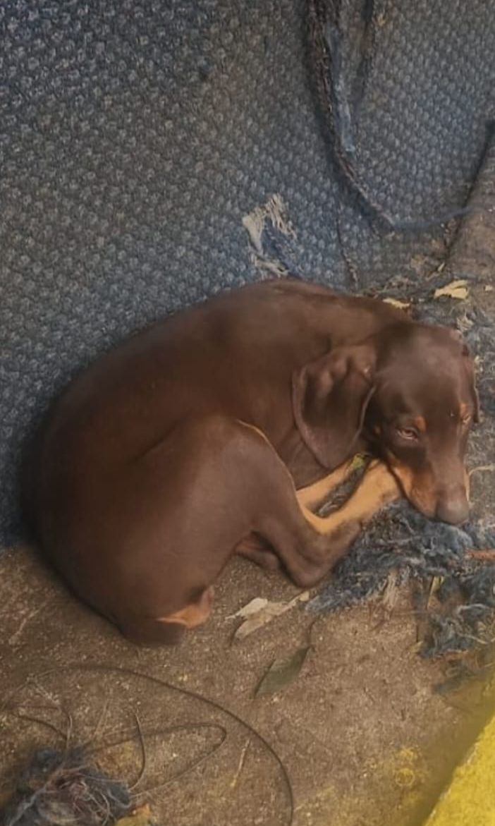 OFERTA CACHORRO DOBERMAN HEMBRA EN SANTO DOMINGO Y VACUNA AL DIA  Foto 7312793-1.jpg