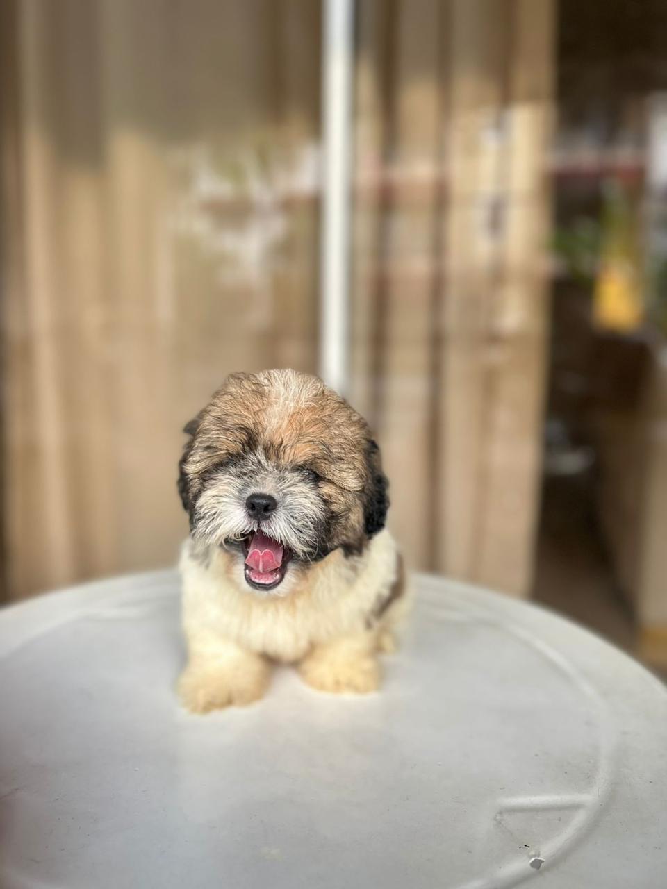 OFERTA CACHORRO SHIPOO MACHO EN SANTO DOMINGO Y VACUNA AL DIA  Foto 7312794-1.jpg