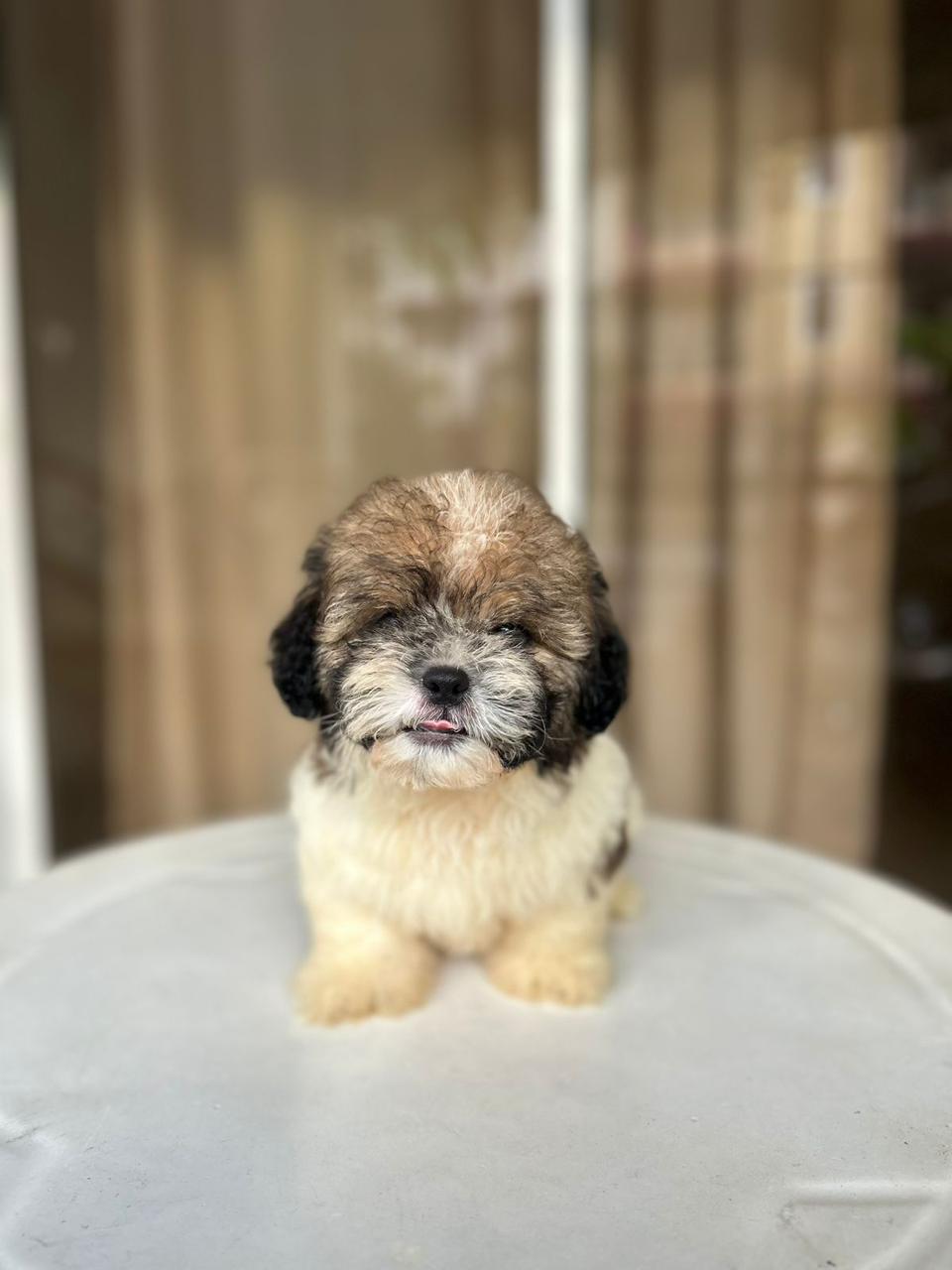 OFERTA CACHORRO SHIPOO MACHO EN SANTO DOMINGO Y VACUNA AL DIA  Foto 7312794-2.jpg