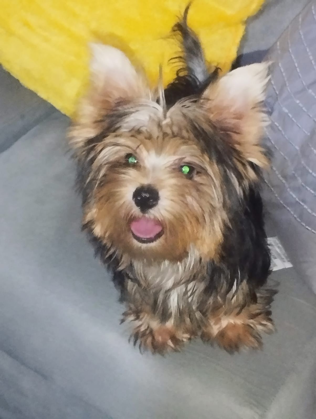OFERTA CACHORRO YORKIE MACHO UBICADA EN SANTO DOMINGO Y VACUNA AL DIA  Foto 7312795-1.jpg