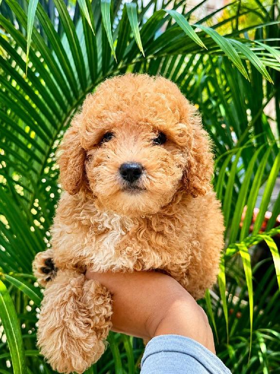 OFERTA CACHORRO POODLE TOY AMBOS SEXO EN SANTO DOMINGO CON TODO AL DIA Foto 7312797-1.jpg