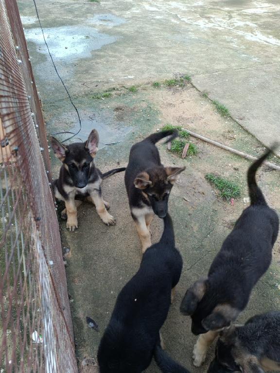 OFERTA CACHORRO PASTOR ALEMAN AMBOS SEXO EN SANTO DOMINGO Y VACUNA AL  Foto 7312798-1.jpg
