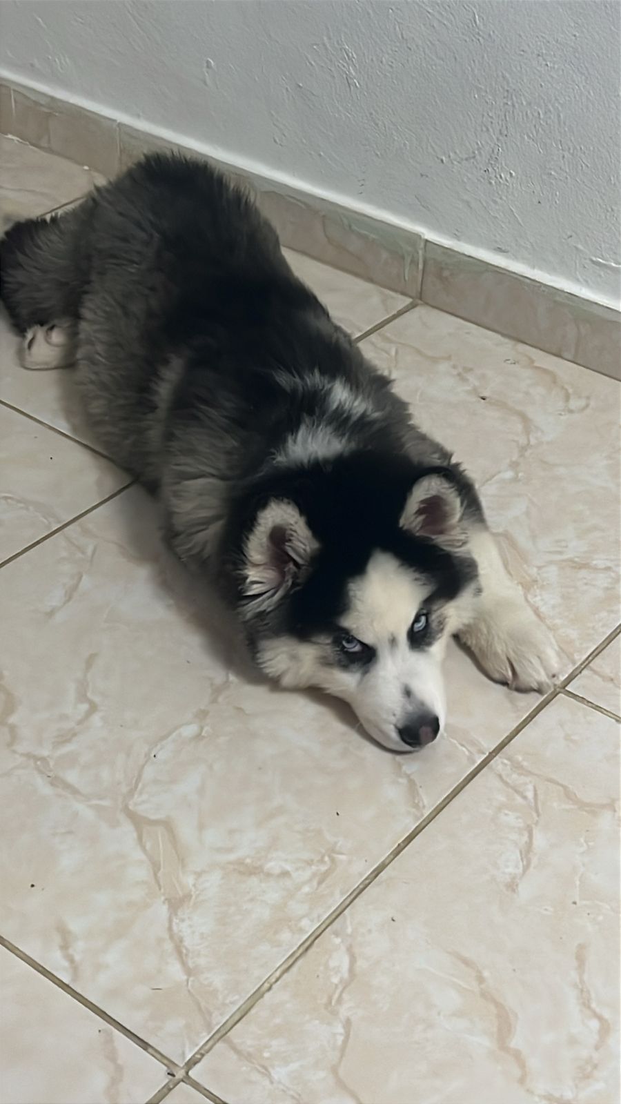 OFERTA CACHORRO HUSKY MACHO EN SANTO DOMINGO Y VACUNA AL DIA  Foto 7312799-1.jpg