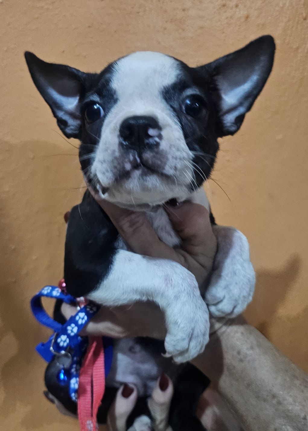 OFERTA CACHORRO BOSTON TERRIER HEMBRA EN SANTO DOMINGO VACUNADOS  Foto 7312800-1.jpg