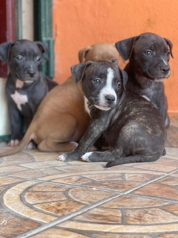 OFERTA CACHORRO PITBULL AMBOS SEXO EN SANTO DOMINGO Y VACUNA AL DIA  Foto 7312801-1.jpg