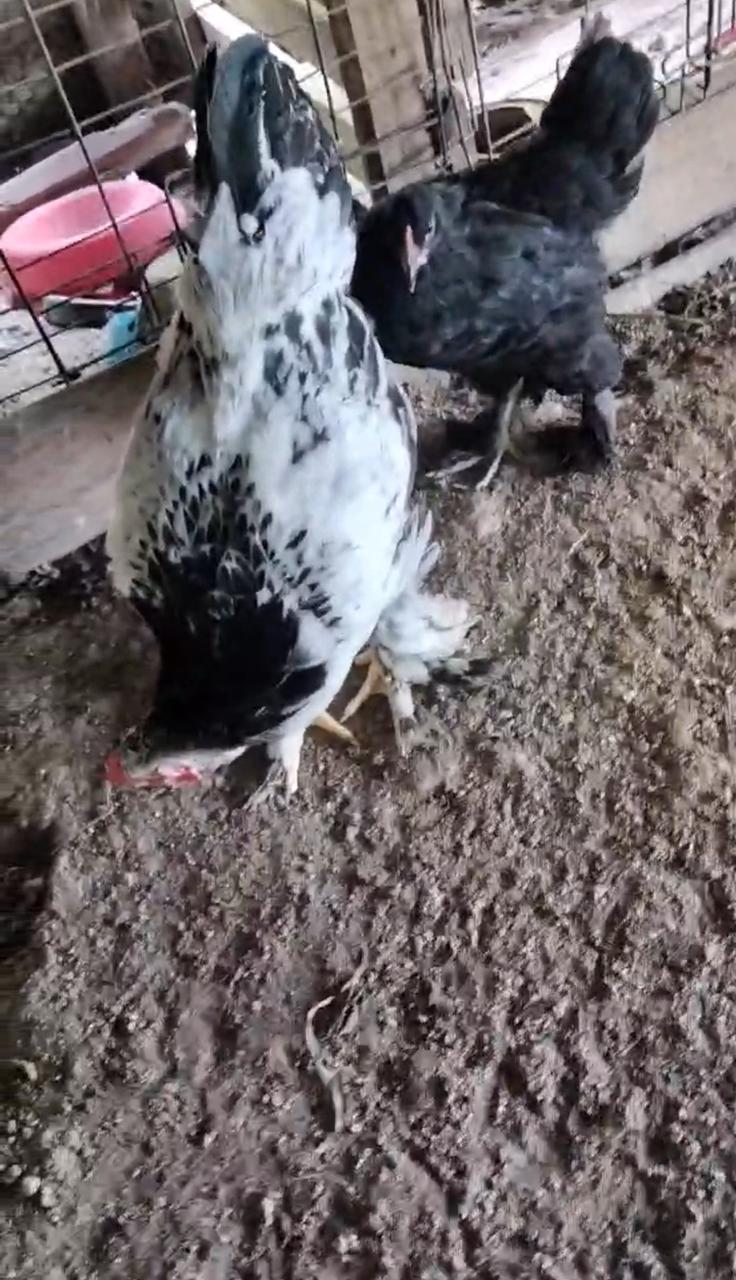 OFERTA DE AVES DISPONIBLES SE VENDEN POR PAREJA Foto 7312840-1.jpg