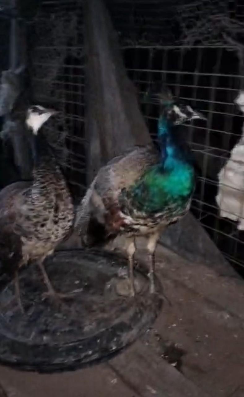 OFERTA DE AVES DISPONIBLES SE VENDEN POR PAREJA Foto 7312840-2.jpg