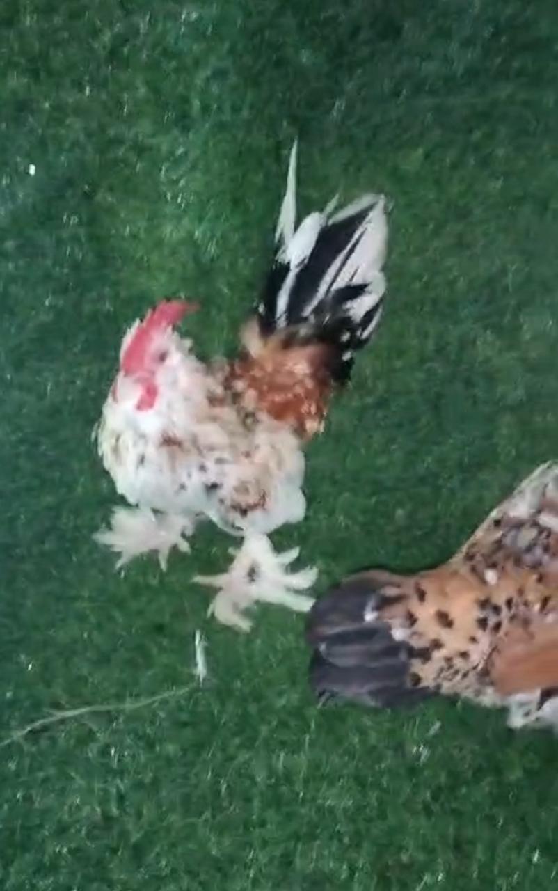 OFERTA DE AVES DISPONIBLES SE VENDEN POR PAREJA Foto 7312840-3.jpg