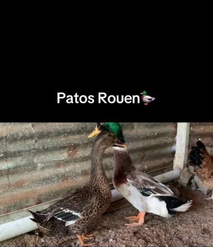 OFERTA DE AVES DISPONIBLES SE VENDEN POR PAREJA Foto 7312840-4.jpg