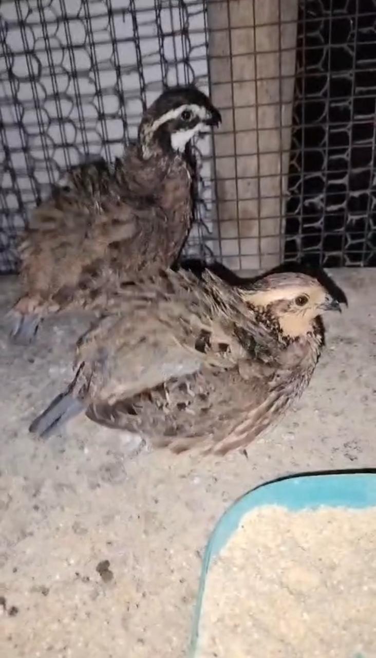 OFERTA DE AVES DISPONIBLES SE VENDEN POR PAREJA Foto 7312840-5.jpg