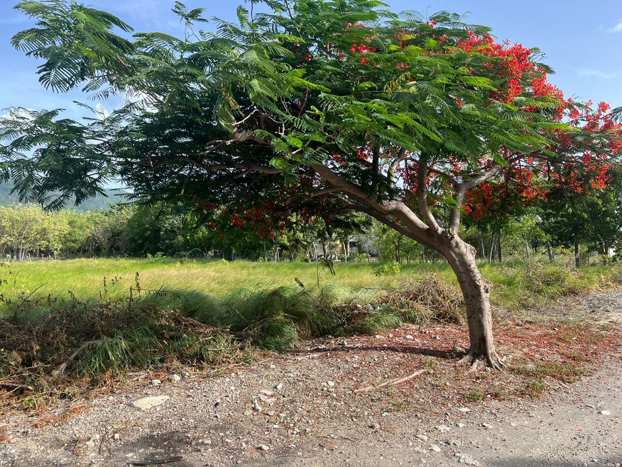 Venta de dos solares en el proyecto finquitas de ocoa 45 USD EL MT2 Foto 7312866-8.jpg