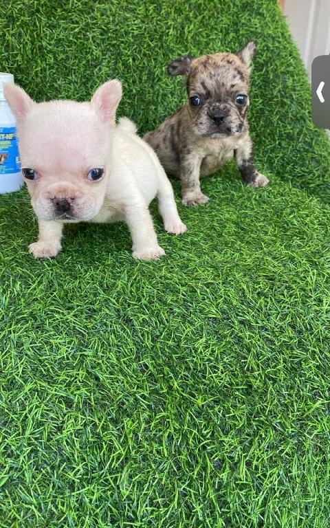 OFERTA CACHORRO BULLDOG FRANCES MACHO CON SU VACUNA AL DIA EN SANTO DO Foto 7312889-1.jpg