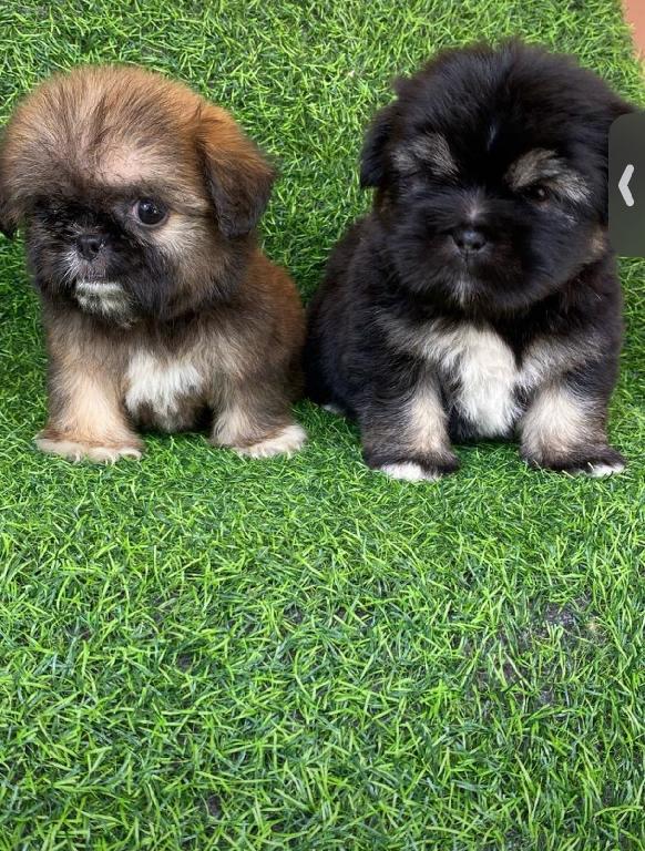 OFERTA CACHORRO SHIH TZU AMBOS SEXO EN SANTO DOMINGO Y VACUNADOS  Foto 7312890-1.jpg