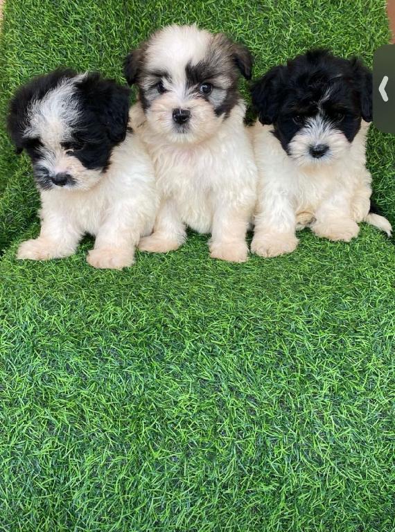 OFERTA CACHORRO SHIH TZU AMBOS SEXO EN SANTO DOMINGO Y VACUNADOS  Foto 7312890-2.jpg